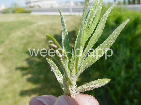 tarweed, cluster